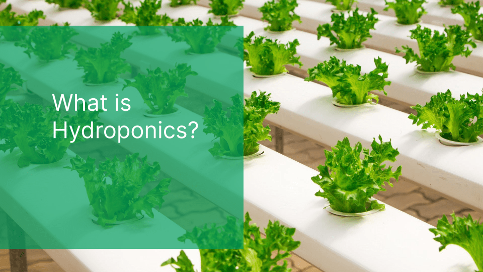 what-is-hydroponics