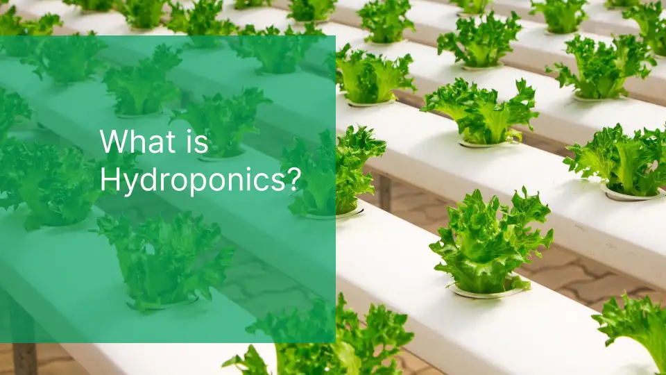 What is a hydroponic system blog image